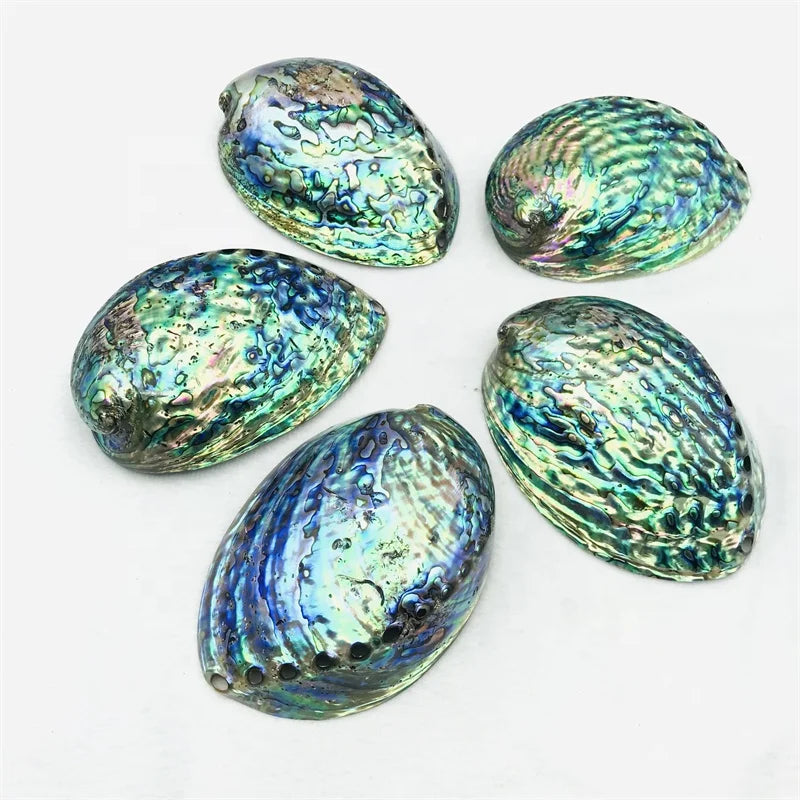 Factory Price Sales Clean and High Polished Natural Abalone Shell Paua Seashell