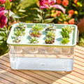 12-Hole Transparent Plastic Rectangular Hydroponic Box Ecological for Tank for Soilless Cultivation for Wedding Wedding Wedding
