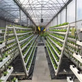 Skyplant Large NFT Hydroponic Growing System Complete Indoor Greenhouse for Lettuce Optimal for Indoor Plant Cultivation