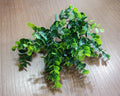 Artificial Eucalyptus Leaf Branch Simulation Wreath Shape Home Wedding Decorative New Year Celebration Cloth Material Box