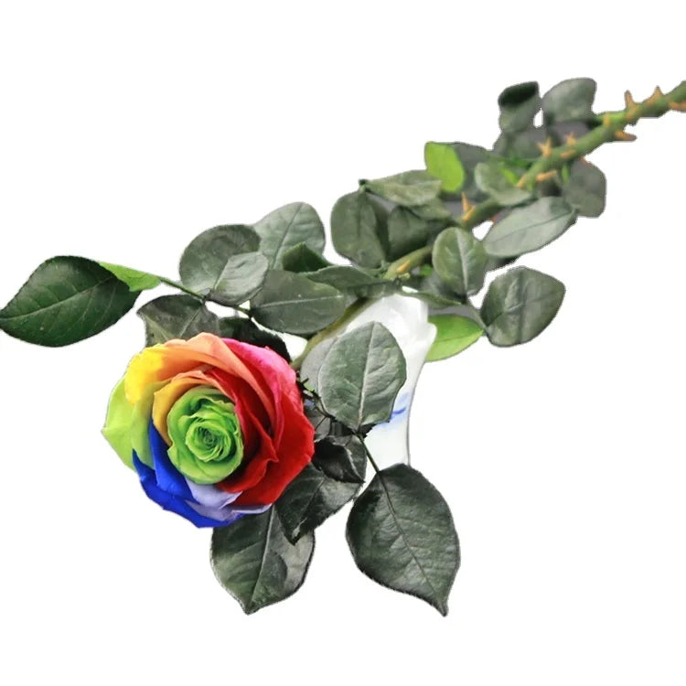Wedding Square Glycerin Preserved Eternal Rose with Long Stem-Valentine's Day Mother's Day Christmas & Easter Flower Decoration