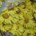 Premium Grade Whole Dried Yellow Lotus Flowers Waterlily Wholesale Price Natural Yellow Lotus Flower for Sale