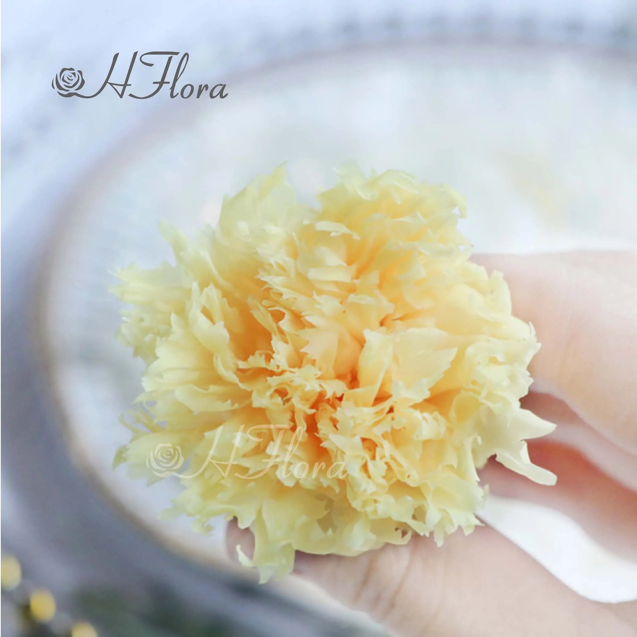Hflora Mother's Day Decorative Flowers Immortal Flower Eternal Boxed Preserved Carnation Flower Head