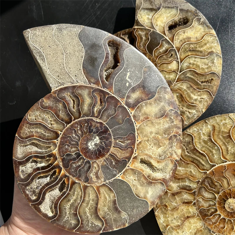 Wholesale Natural Raw Conch Fossils Ammonite Fossils Stone Slice  for Decoration