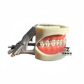 200H Standard Dental Teeth Model Dental Typodont Teeth Model with 32pcs Teeth