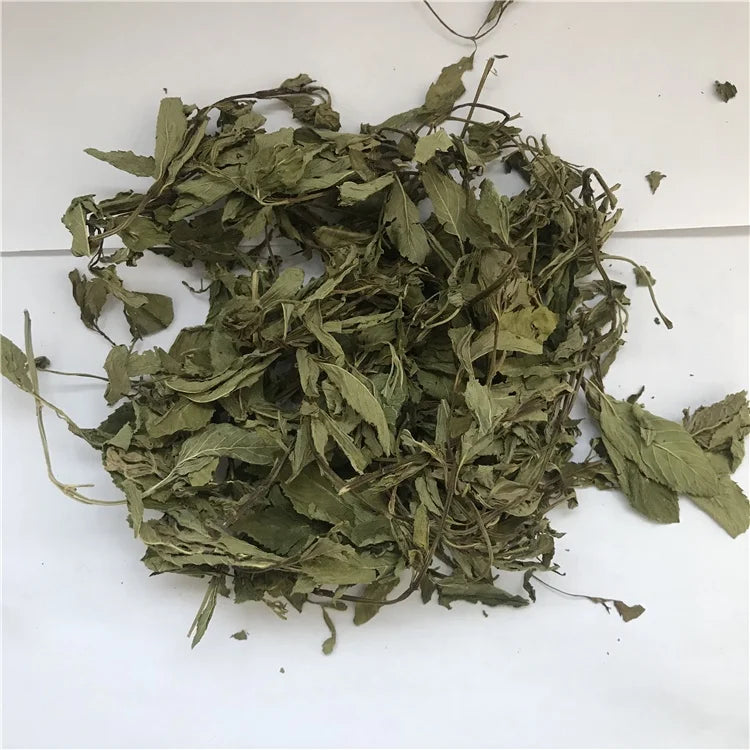 Newly Harvested Mint Leaves Dried Herbs and Dried Peppermint Tea