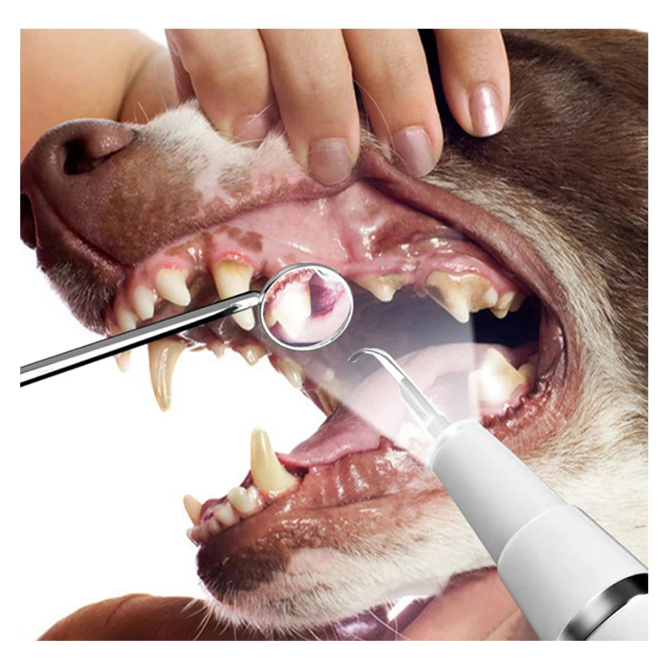 IPX8 Home Pet Dental Teeth Cleaning Kit Ultrasonic Scaler Machine for Plaque Tartar Calculus Removal Veterinary Tooth Plastic