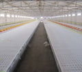 New Chicken Farm House with White Plastic Slat Floor PP Material