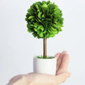 Natural Preserved Boxwood Topiary in Pot Stunning Greenery Plant for Home Office bar Shop Christmas Boxwood Topiary Decor