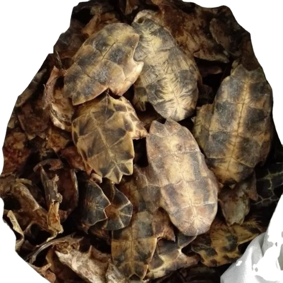 Gui Jia Natural Whole Chinemys Reevesii Shells CARAPAX ET PLASTRUM TESTUDINIS for Sale