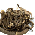 Zou Ma Tai Natural Ardisia Gigantifolia Rhizome Wild Dried Herb Root Slice for Single Spices & Herbs