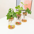 Cork Glass Water Plant Pothos Vase Bamboo Base Countertop Ecological Small Vase
