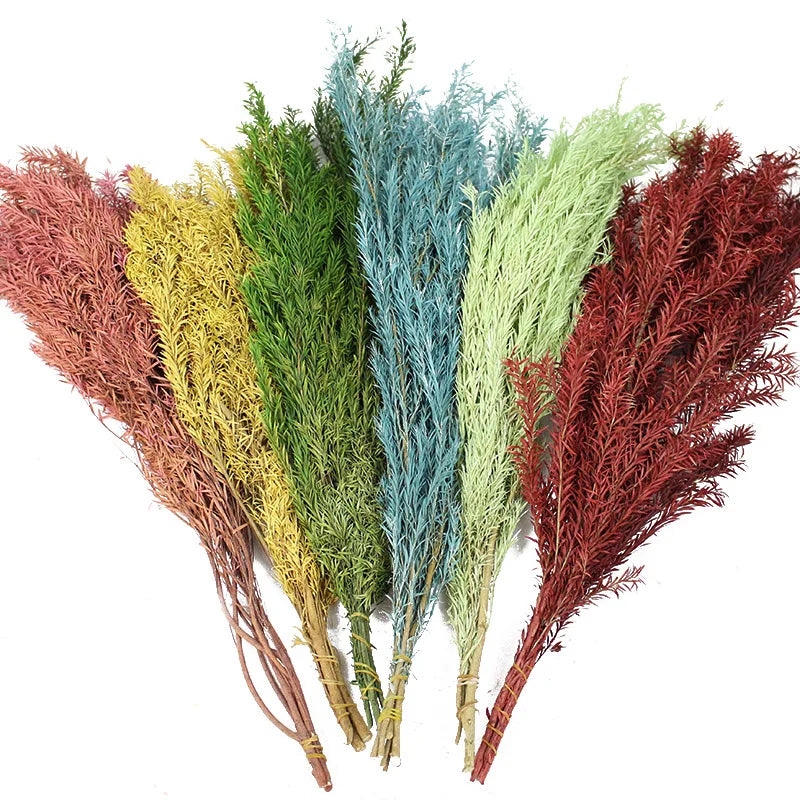 Yunnan Spring Supply Preserved Flowers Melaleuca Bracteata for Decorative Flowers