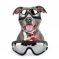 Hot Selling Anti-UV Waterproof Windproof Pet Dog Glasses Medium or Large Dog Adjustable Cool Sunglasses