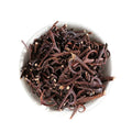 Gouteng Herb Uncaria Spine Hooks Raw Real Dried Uncaria Hook for Sale
