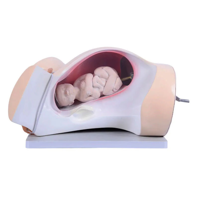 School Teaching Manikin Maternal and Neonatal Model of Course of Delivery Childbirth Mechanism Labor Teaching Model