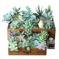 Various DIY Mini Faux Succulent Plants Artificial Succulent Plants for Home Decoration