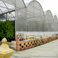 Skyplant Multi-Span PE Film Greenhouse for High Yield Vegetables & Flowers Ideal for Nursery and Flower Farm