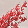 Natural Colorful Dried Star Anise Flowers Florist Everlasting Preserved Graduation Christmas Thanksgiving Chinese New Year