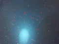 UV Invisible Fiber Security Paper for Certificate Printing Custom Make Anti-forgery  for University Certificate Printing