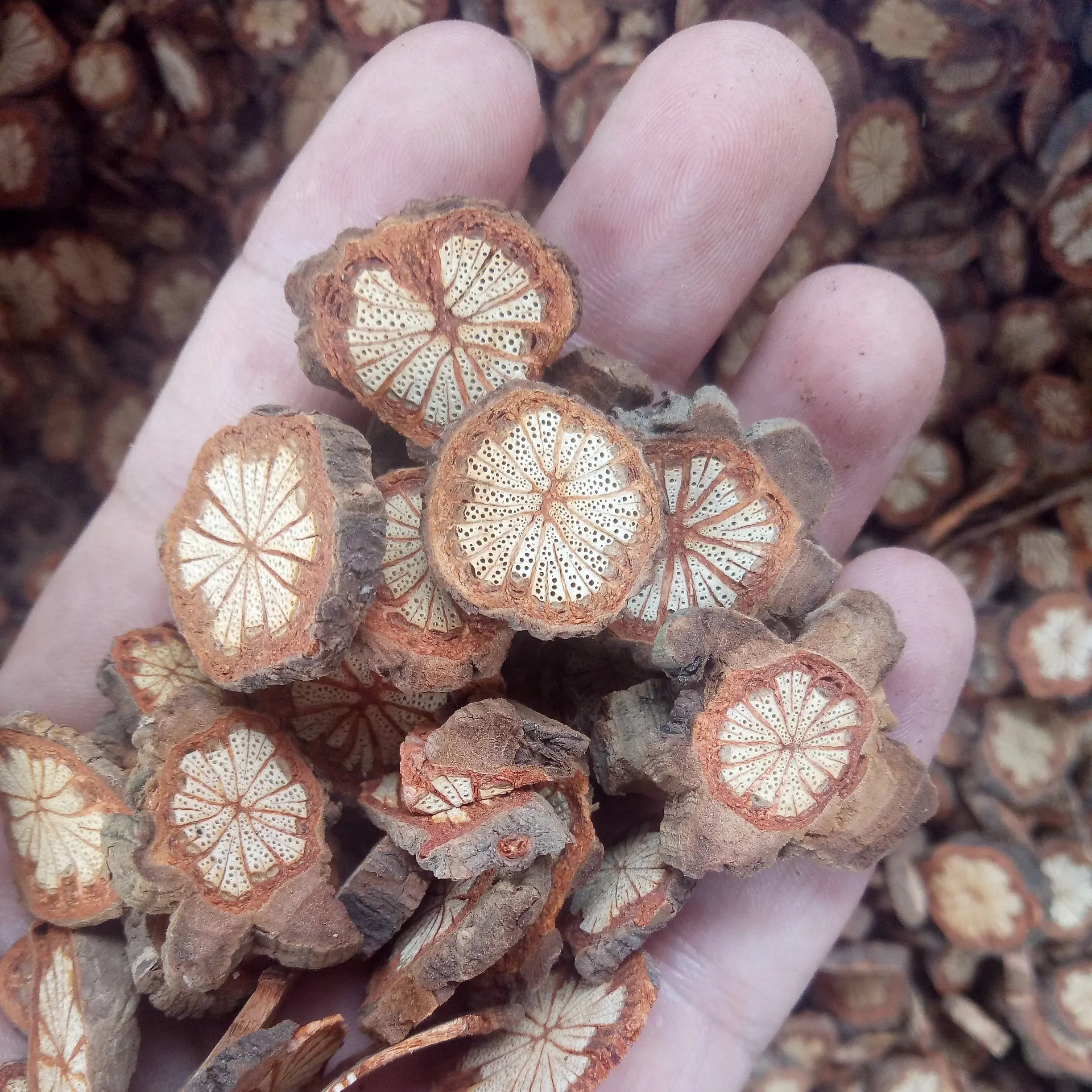 Natural Raw CAULIS SARGENTODOXAE Dried Sargentodoxa Cuneata Stem Slices for Herb