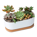 Home Decorative Plants Pots Planter Garden Indoor White Ceramics Succulent Pot With Bamboo Tray