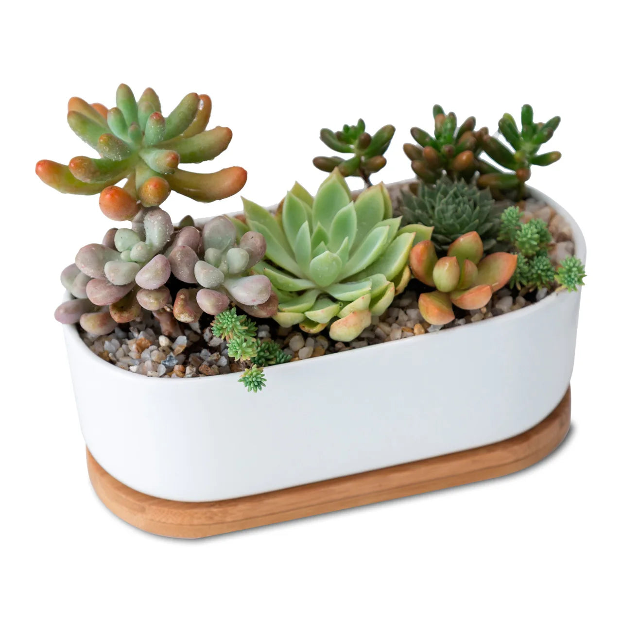 Home Decorative Plants Pots Planter Garden Indoor White Ceramics Succulent Pot With Bamboo Tray