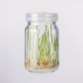 240ml Tissue Culture Glass Bottle Plant Container