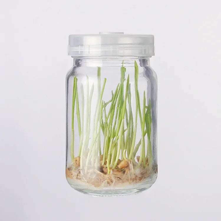 240ml Tissue Culture Glass Bottle Plant Container