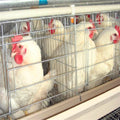 Fully Automatic AType Layer Chicken Cage With Battery Egg Collection System for Chicken Farm