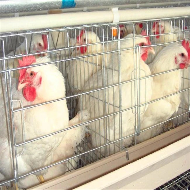 Fully Automatic AType Layer Chicken Cage With Battery Egg Collection System for Chicken Farm