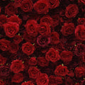 RSH Wedding Backdrop Decoration Artificial Silk Rose Flower Panel  Roll up 5d Red Rose Flower Wall