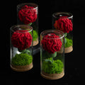 Carnation Potted Flower Wall Decoration Knitted Crochet Dry Lantern String Glass Dome for Graduation Mother's Decorative Plants