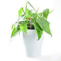 BRICE 4'' Self Watering Table Flower Pot with Water Level Indicator Mini Maceta Wholesale Plastic Flower Pots for Indoor Plants