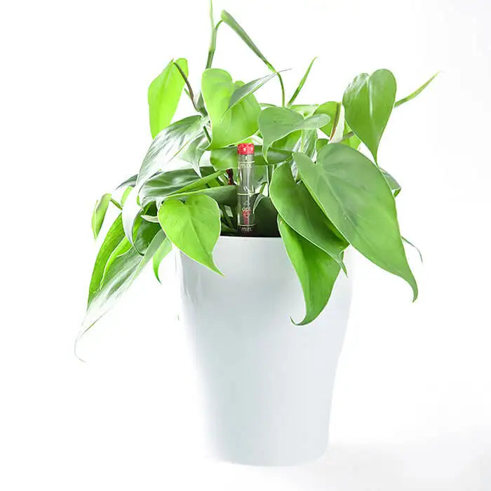 BRICE 4'' Self Watering Table Flower Pot with Water Level Indicator Mini Maceta Wholesale Plastic Flower Pots for Indoor Plants