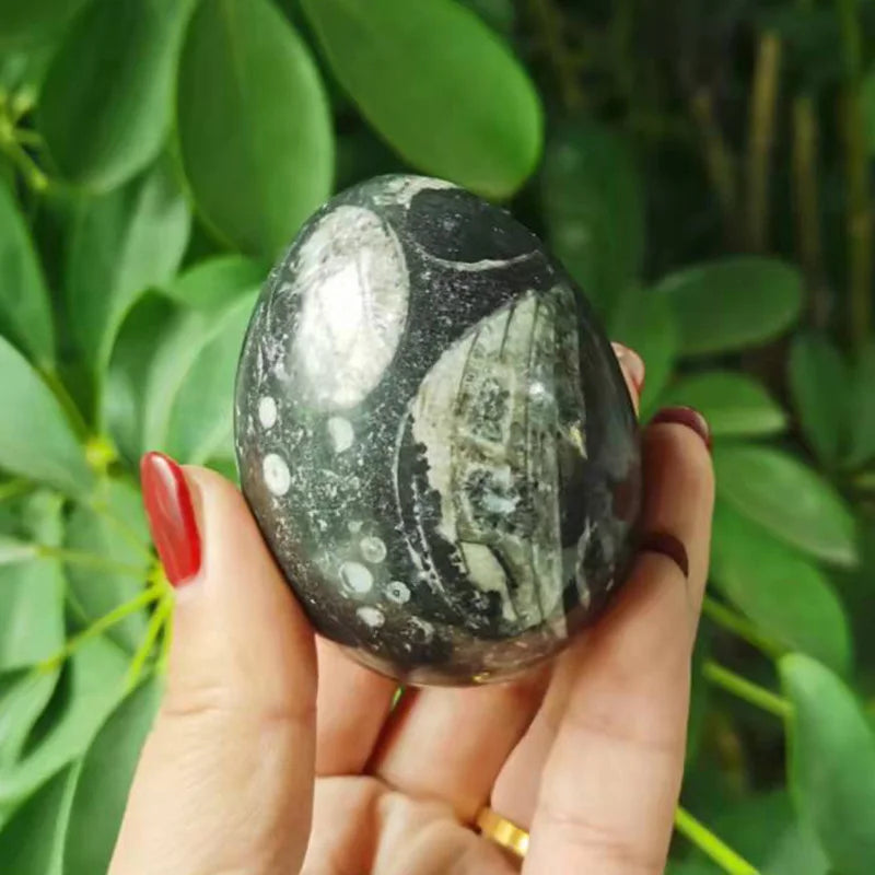 Natural Healing Crystal Fossil Quartz Egg Carving for Collection