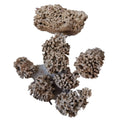 Hai Fu Shi Natural Pumex Lithothamnium for Herb