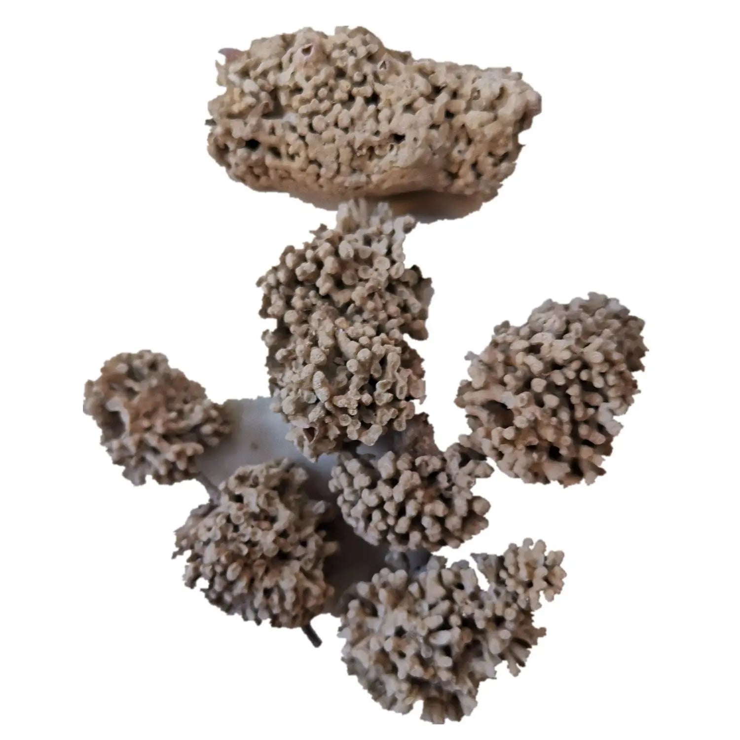 Hai Fu Shi Natural Pumex Lithothamnium for Herb