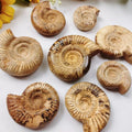 Natural Raw Ammonite Stone Fossil Specimen Gemstone Rough Counch for Sale