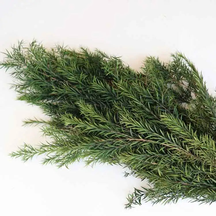 Colorful Beautiful Square Long Lasting Natural Fresh Preserved Flowers for Wedding Decor