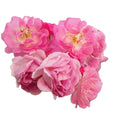 Qiang Wei Redrosa Multiflora Flower pink New Organic Dried Rosa Multiflora Flowers for Tea
