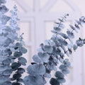 L06137 Natural Real Flower Blue Green Red Eucalyptus Globulus Leaf Preserved Eucalyptus for Wedding Home Decoration