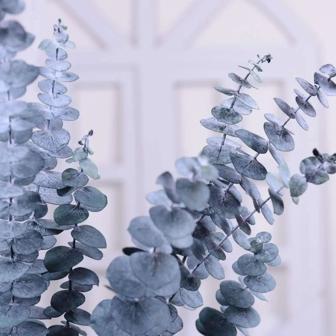 L06137 Natural Real Flower Blue Green Red Eucalyptus Globulus Leaf Preserved Eucalyptus for Wedding Home Decoration