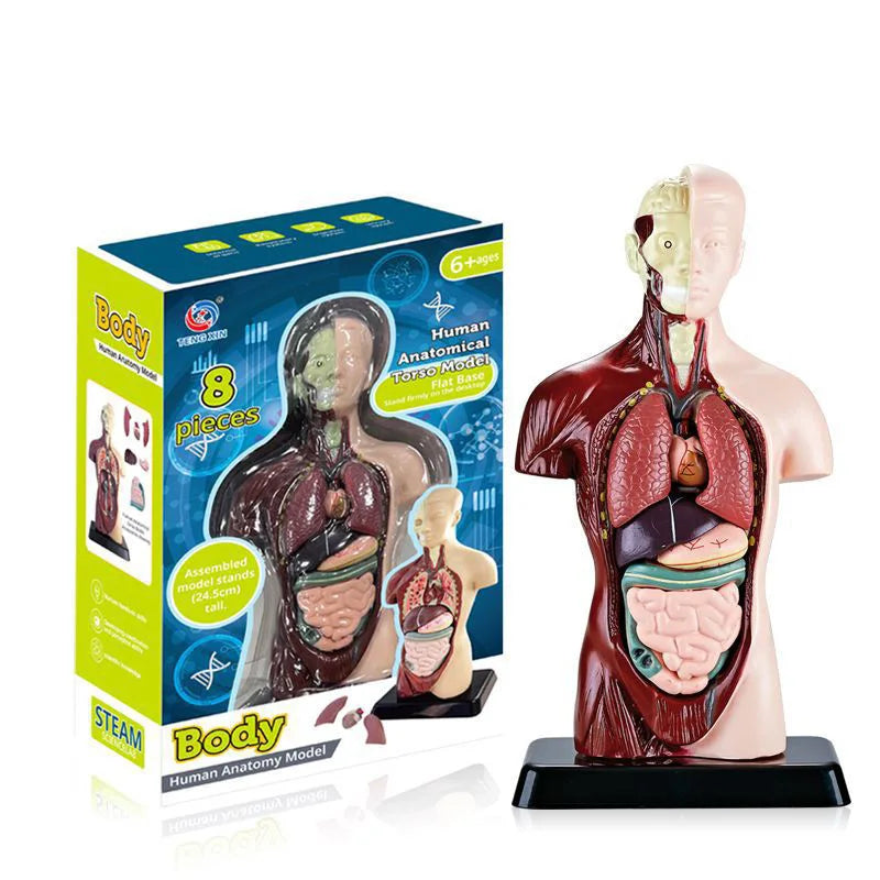 STEM Toys Removable Parts Human Torso Anatomy Science Model Human Body Model Assembly for Kids