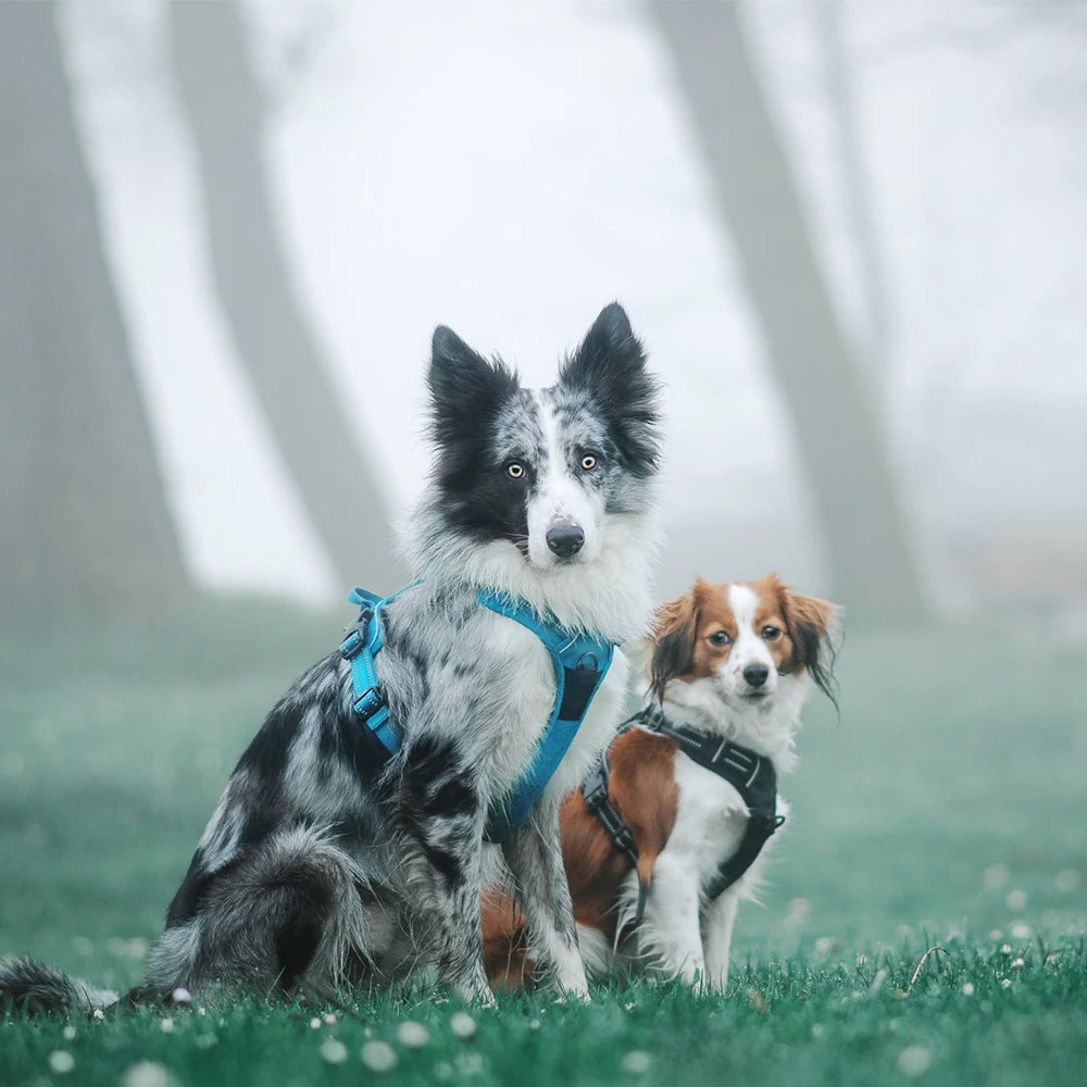 Truelove Wholesale Small MOQ Mesh Luxury Premium Nylon No Pull Dog Harness Training Adjustable Reflective Large Soft Pet Harness