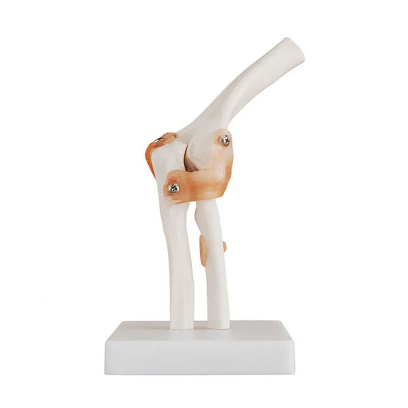 Medical Teaching Professional Human Anatomy Model High Quality PVC Life-Size Elbow Joint Skeleton Model