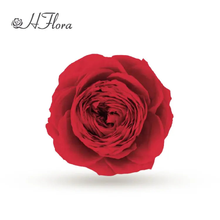 HFloral Popular Preserved Roses Head Austin Real Touch Dried Preserved Long Lasting Austin Roses Wedding Decoration