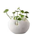Flower Pot & Indoor Plants Home Decor Garden Pots Nursery Pots for Indoor Use