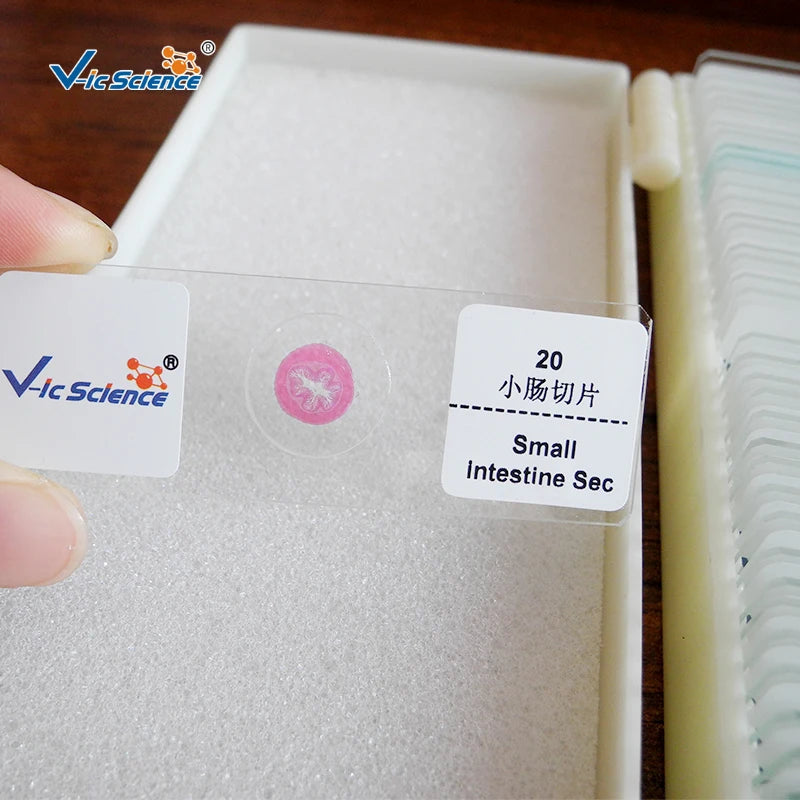 Human Pathology Microscope Slides 48pcs Oral Pathology Prepared Slides