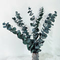 Immortal Little Eucalyptus Leaves Dried Flower Bouquet Preserved Eucalyptus Leaves Home Decoration Category Preserved Plants